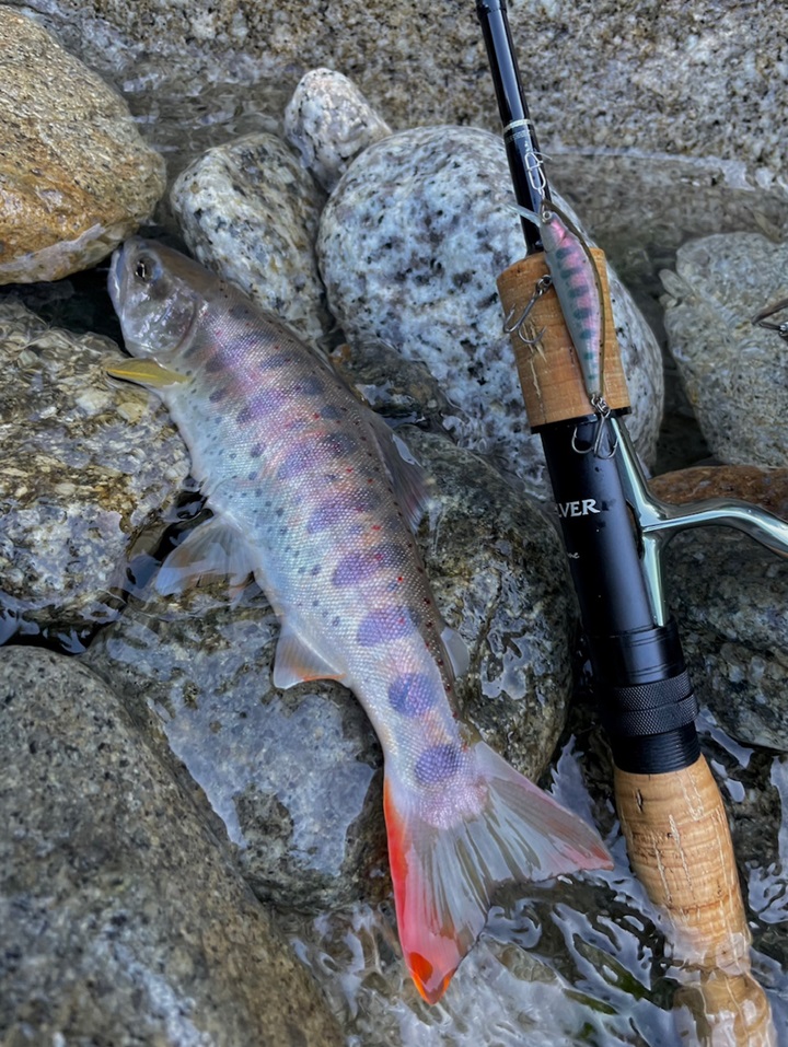 2024年1月｜GALLERY | 渓流ルアー・トラウトルアー通販|Raytune-レイ