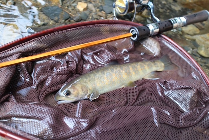 GALLERY | 渓流ルアー・トラウトルアー通販|Raytune-レイチューン